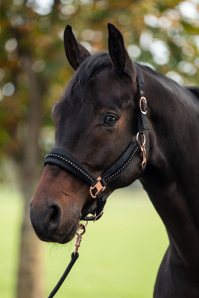 HKM Head collar -Berry