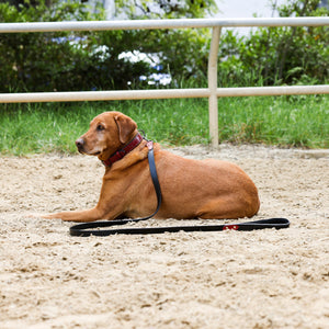Halter Ego® Breanna Red Croc Leather Dog Collar