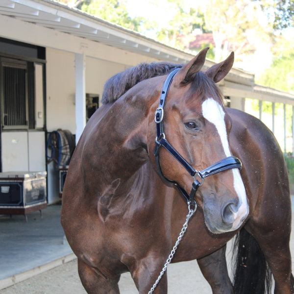 Kentucky Navy Patent Leather Halter