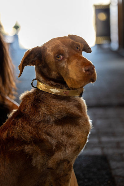 Gilded Solstice Leather Dog Collar