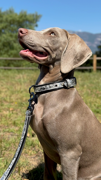 Venetian Leather Dog Collar