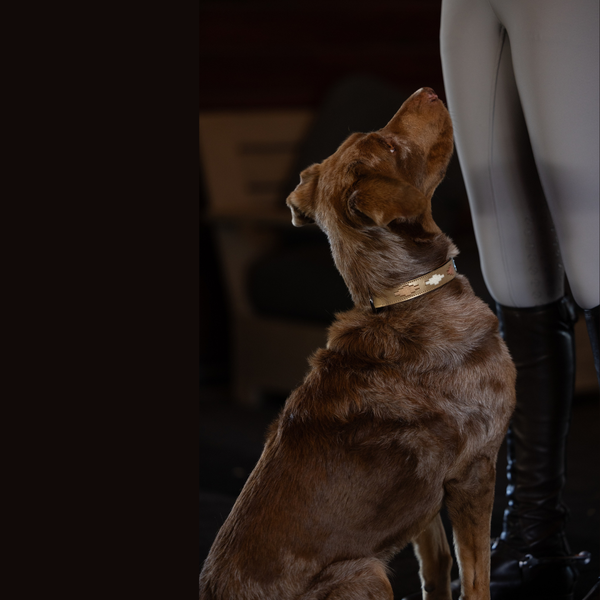Gilded Solstice Leather Dog Collar