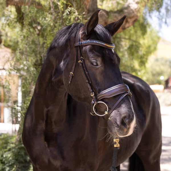 Scirocco - Maple Brown Leather Snaffle with Metallic Navy Padding and Bronze Glitter Piping